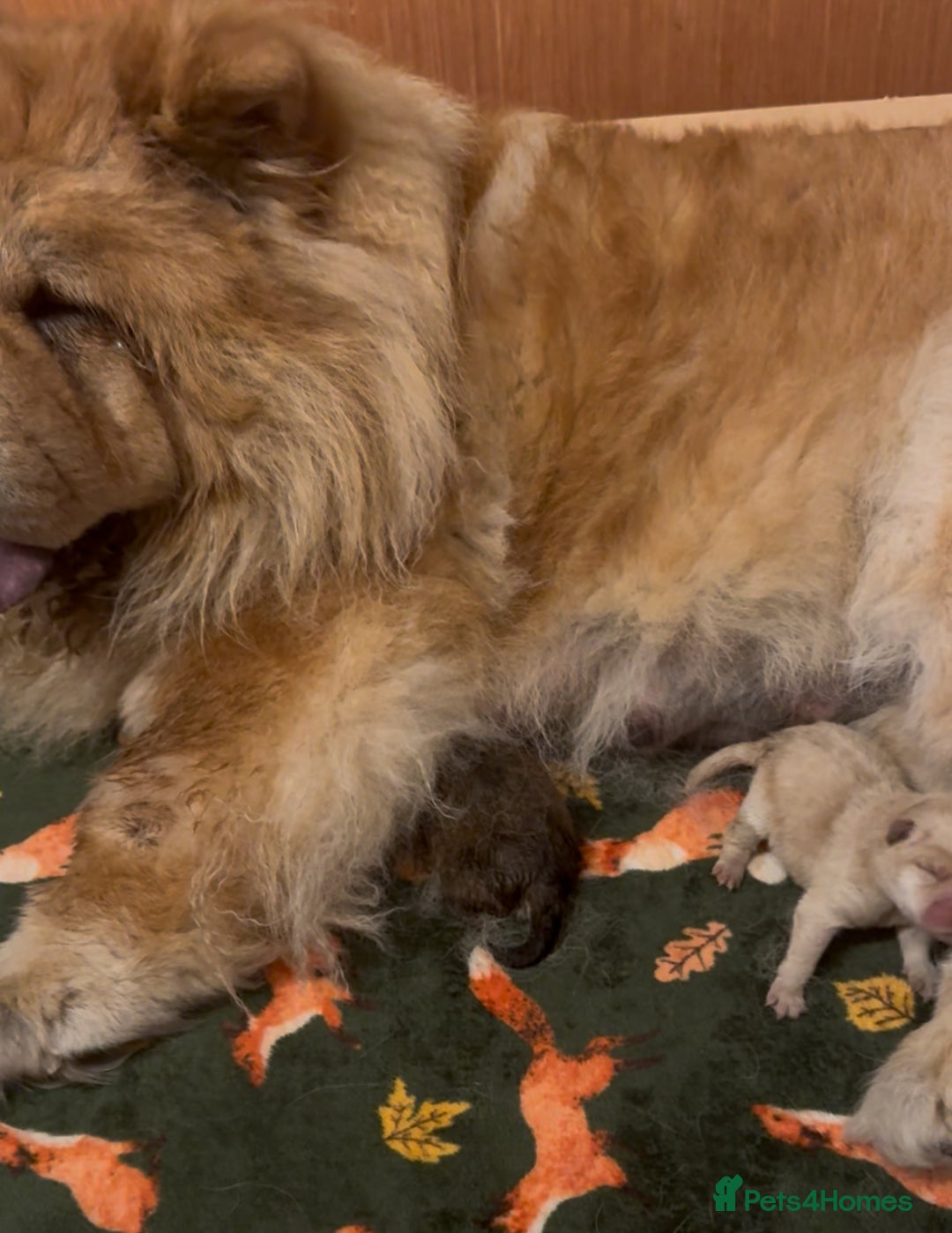Chow Chow dogs for sale: Chow chow puppies looking for forever homes - Image 4