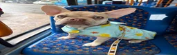 French Bulldog dogs for sale: Beautiful Platinum cryptic Merle French bulldog in Cambridge - Advert 3