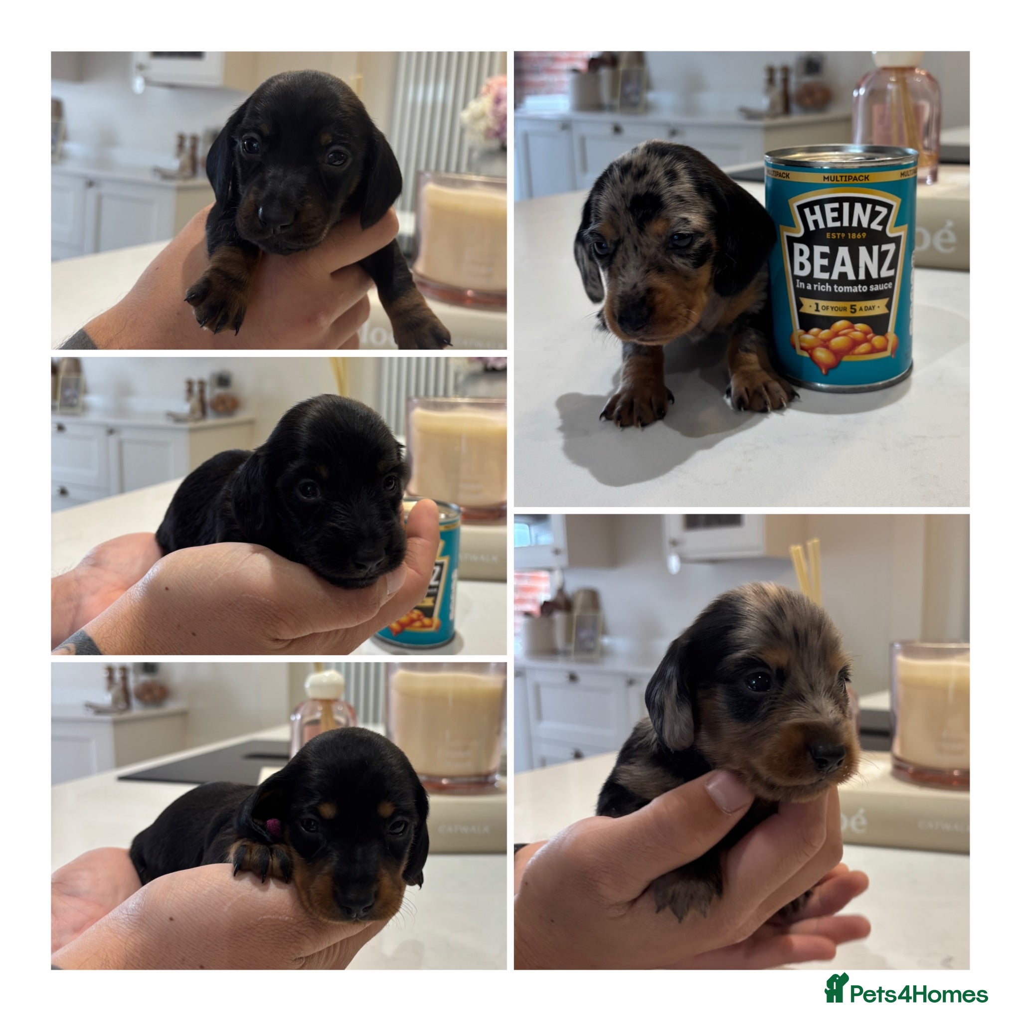 Miniature Dachshund dogs Long hair/short hair miniature dachshund💖 - Advert 1