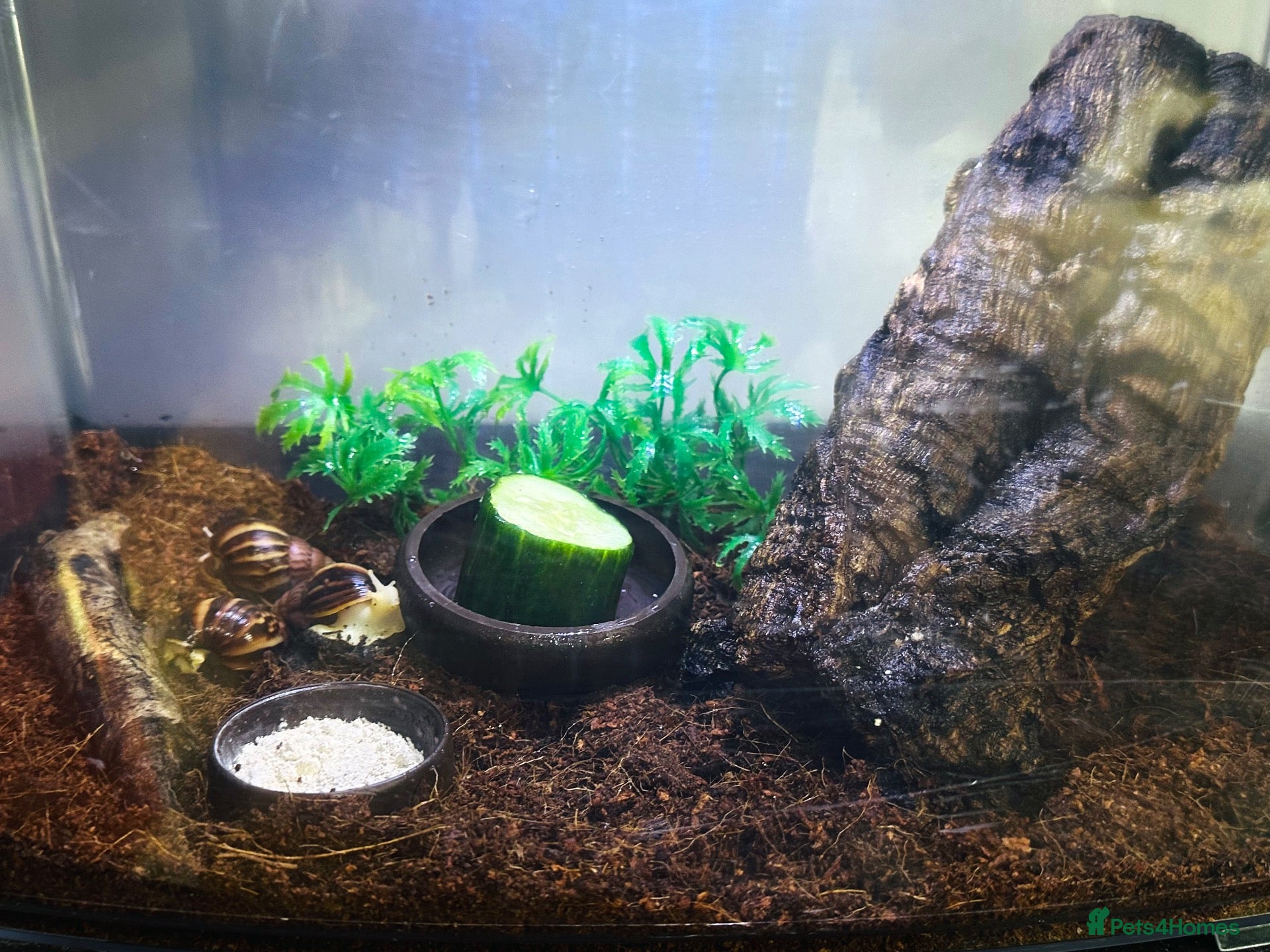 Snails invertebrates Albino Tiger Stripe Giant Snails & Full Setup - Advert 1