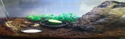 Snails invertebrates for sale: Albino Tiger Stripe Giant Snails & Full Setup - Advert 1