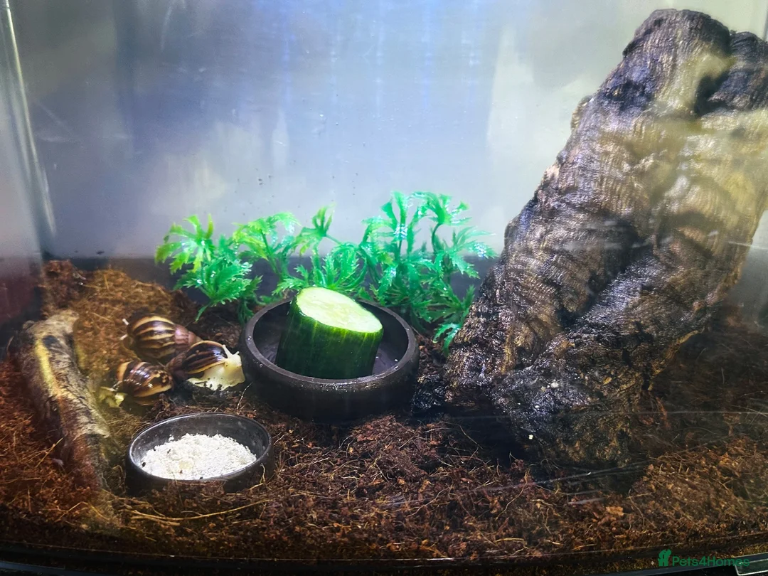 Snails invertebrates for sale: Albino Tiger Stripe Giant Snails & Full Setup - Advert 1