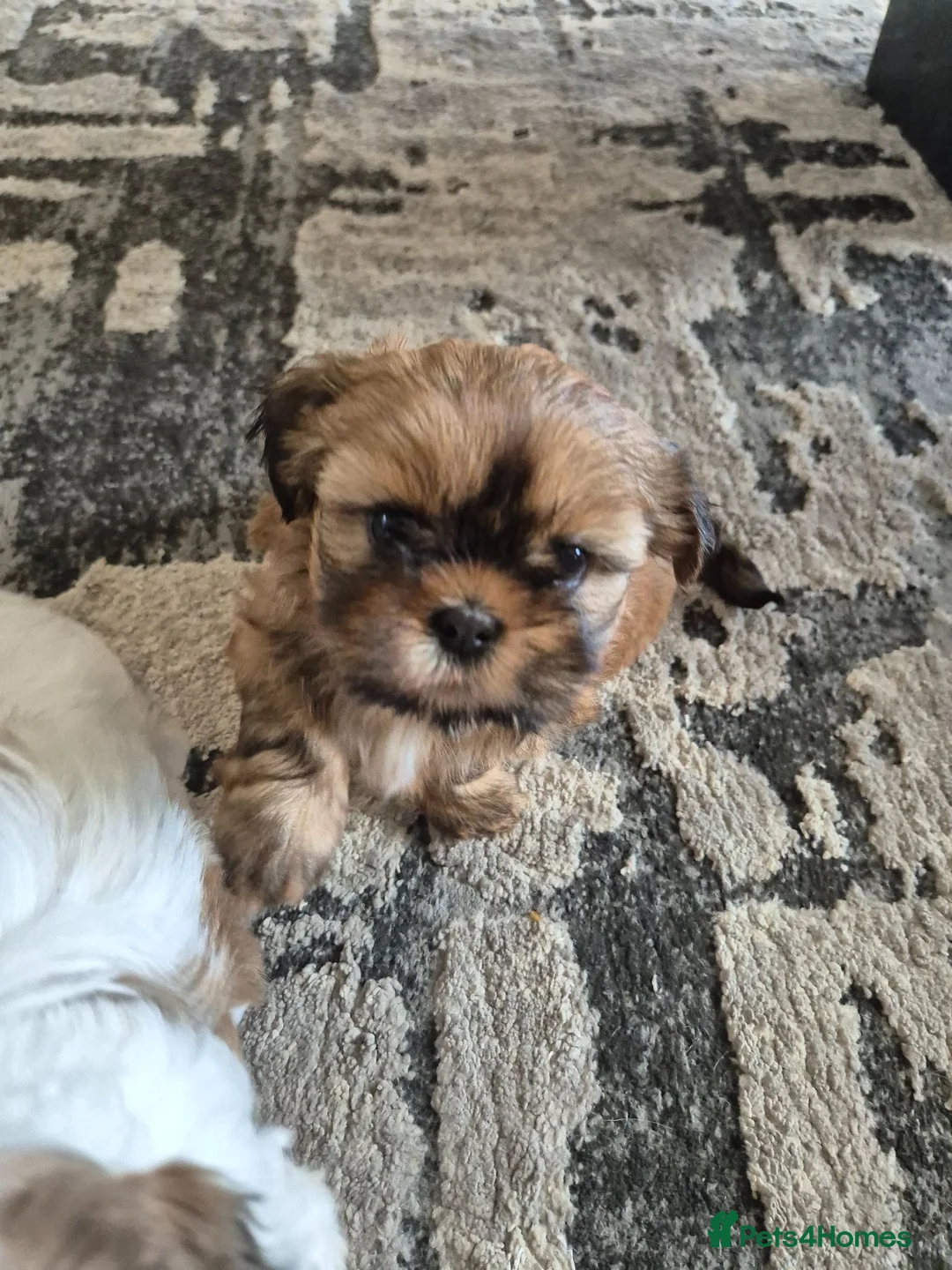 Shih Tzu dogs for sale: Shih tzu puppies for sale  - Advert 1