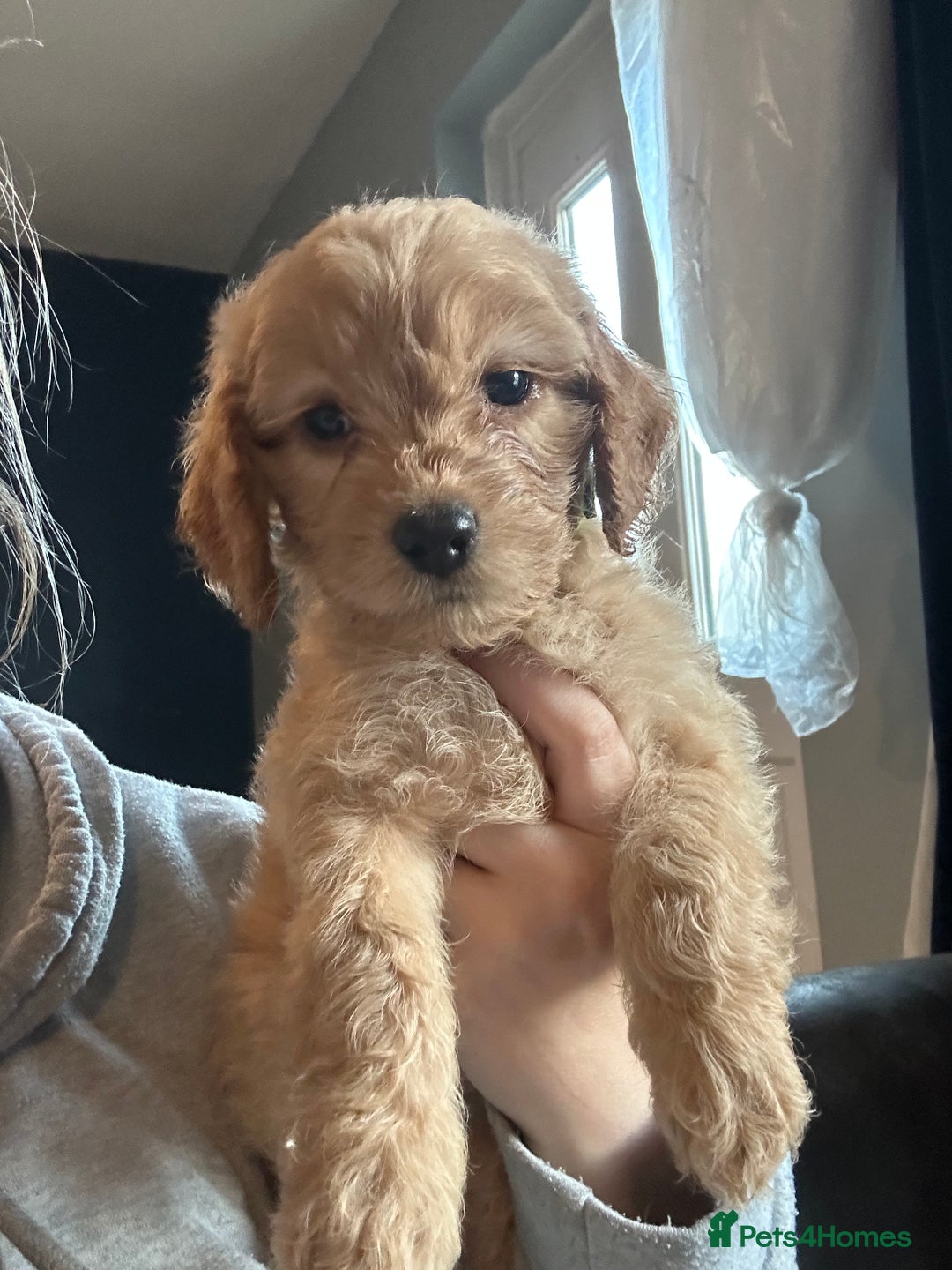 Cockapoo dogs for sale: Two last Cockapoo puppies  - Advert 1