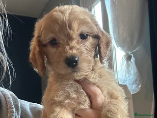 Cockapoo dogs Two last Cockapoo puppies - Advert 1