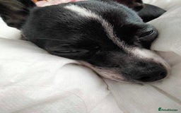 Chihuahua dogs for sale: 10 month old Male Chihuahua neutered  - Image 3