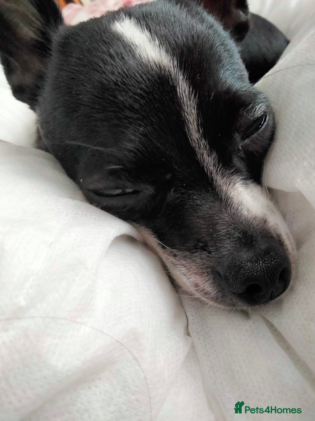 Chihuahua dogs for sale: 10 month old Male Chihuahua neutered  - Image 3