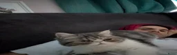 Exotic cats for sale: Beautiful Exotic Boy - Advert 7