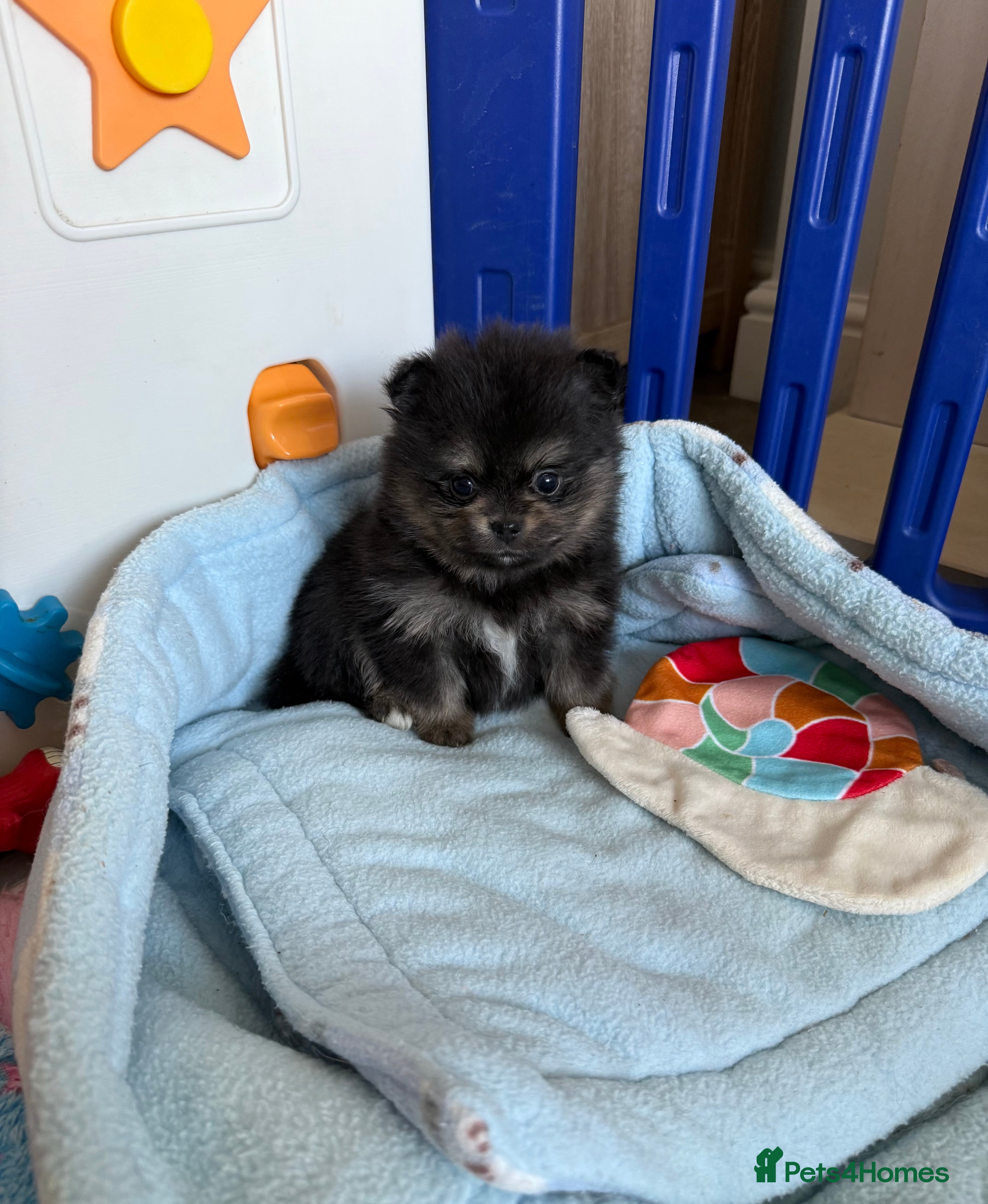 Pomeranian dogs Last Black and tan girl 🖤🧡💖 - Advert 16