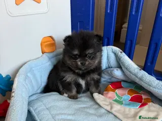 Pomeranian dogs Last Black and tan girl 🖤🧡💖 - Advert 16