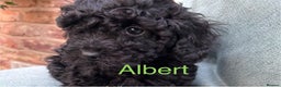 Toy Poodle dogs for sale: ADORABLE ‘ALBERT’ *TOY POODLE*BOY*PUP ready now - Advert 30