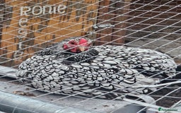 Chickens poultry for sale: Selection of Hens for sale  - Image 6