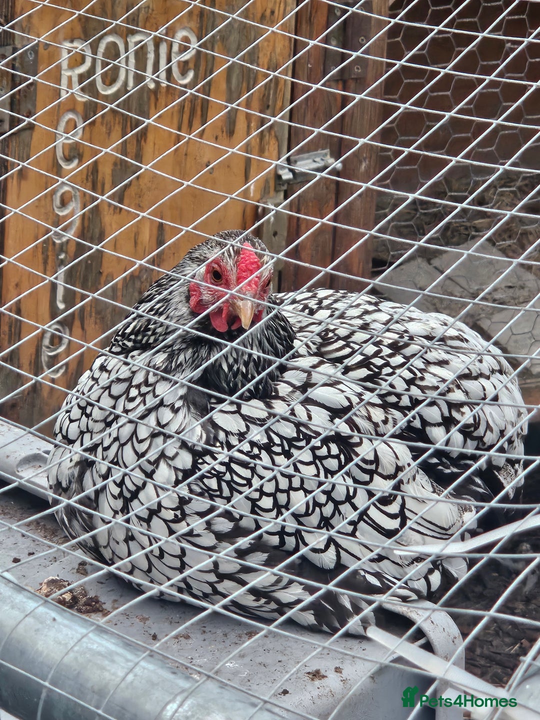 Chickens poultry for sale: Selection of Hens for sale  - Image 6
