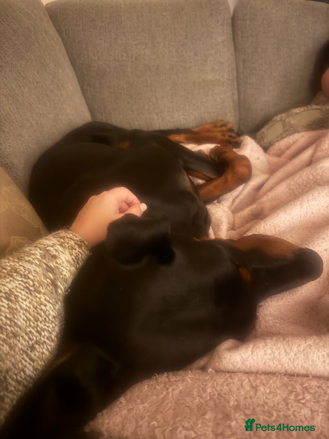 Dobermann dogs for sale: Young European Male Doberman  - Advert 5