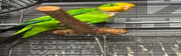 Parrots birds for sale: Rare Australian parrots for sale - Advert 8