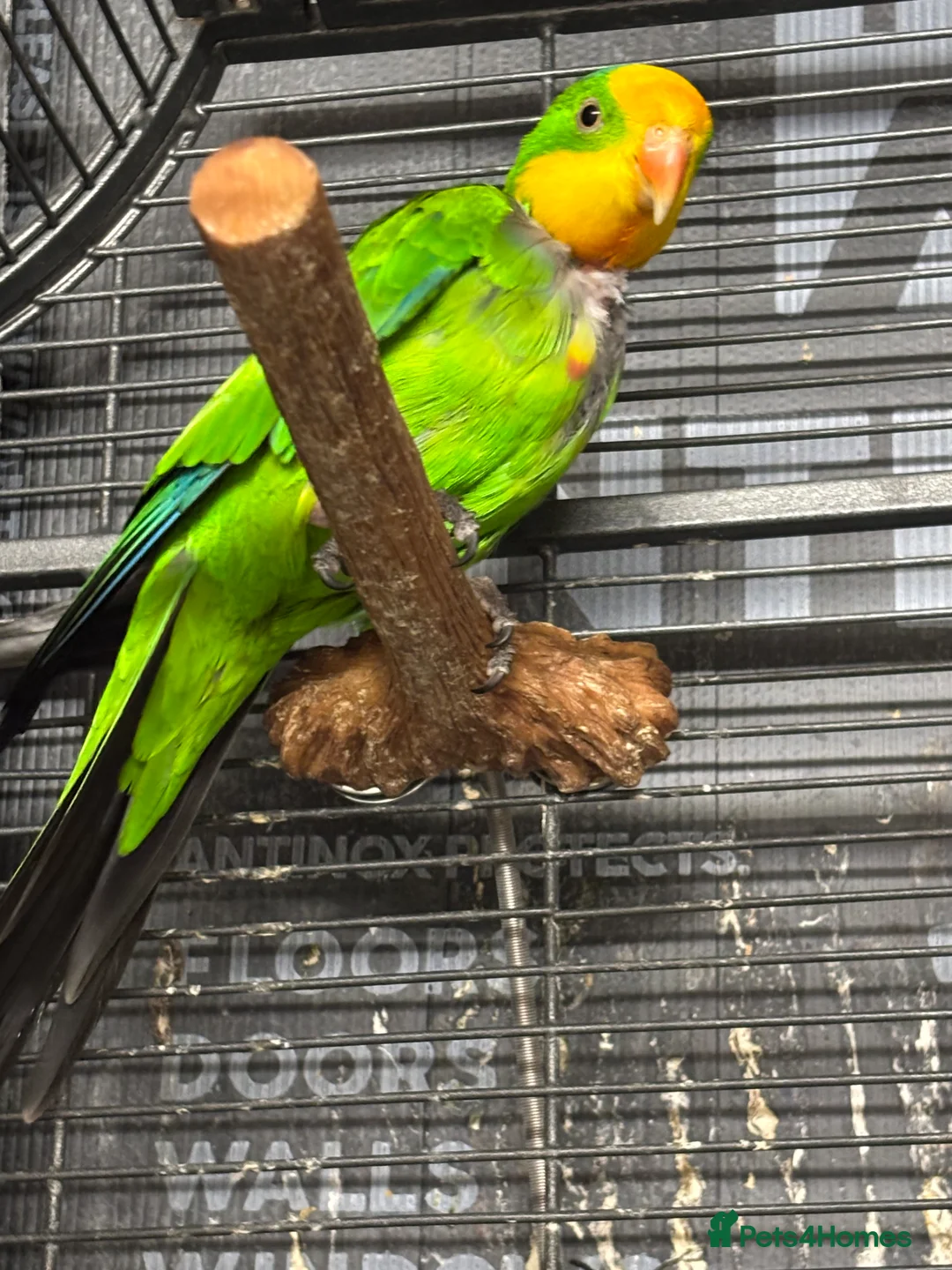 Parrots birds for sale: Rare Australian parrots for sale - Advert 8