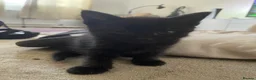 Mixed Breed cats for sale: Kittens - Advert 7
