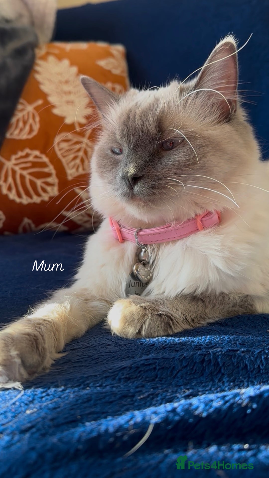 Ragdoll cats for sale: CHUNKY FLUFFY PEDIGREE RAGDOLL KITTENS - Advert 4