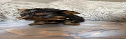 Yorkshire Terrier dogs for sale: Yorkshire terriers puppies - Advert 17