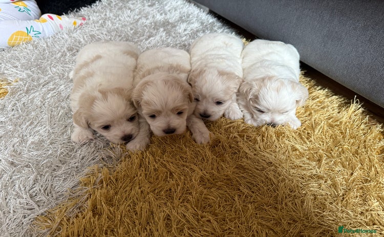 Maltese dogs - Advert 1