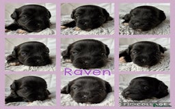 Miniature Schnauzer dogs for sale: MAC/BVA CLEAR - ONE GIRL WITH BLACK/RED COLOURING - Image 2