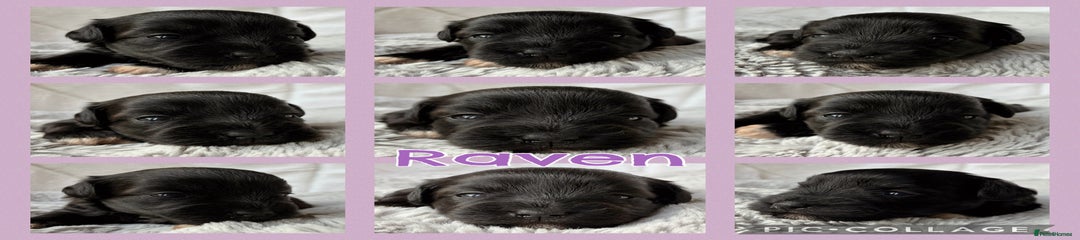 Black/Red Tipped Female Miniature Schnauzer - Raven 