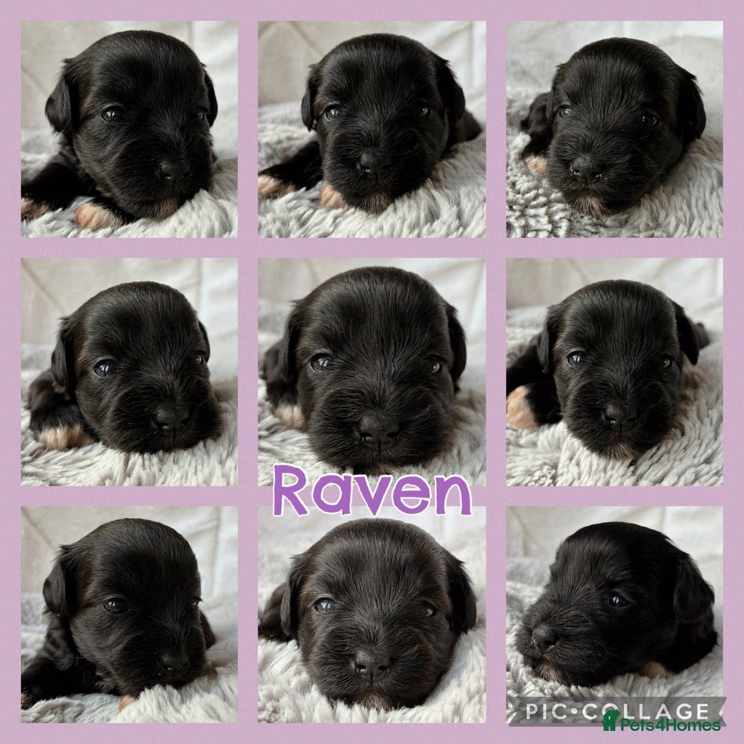 Miniature Schnauzer dogs for sale: MAC/BVA CLEAR - ONE GIRL WITH BLACK/RED COLOURING - Image 2
