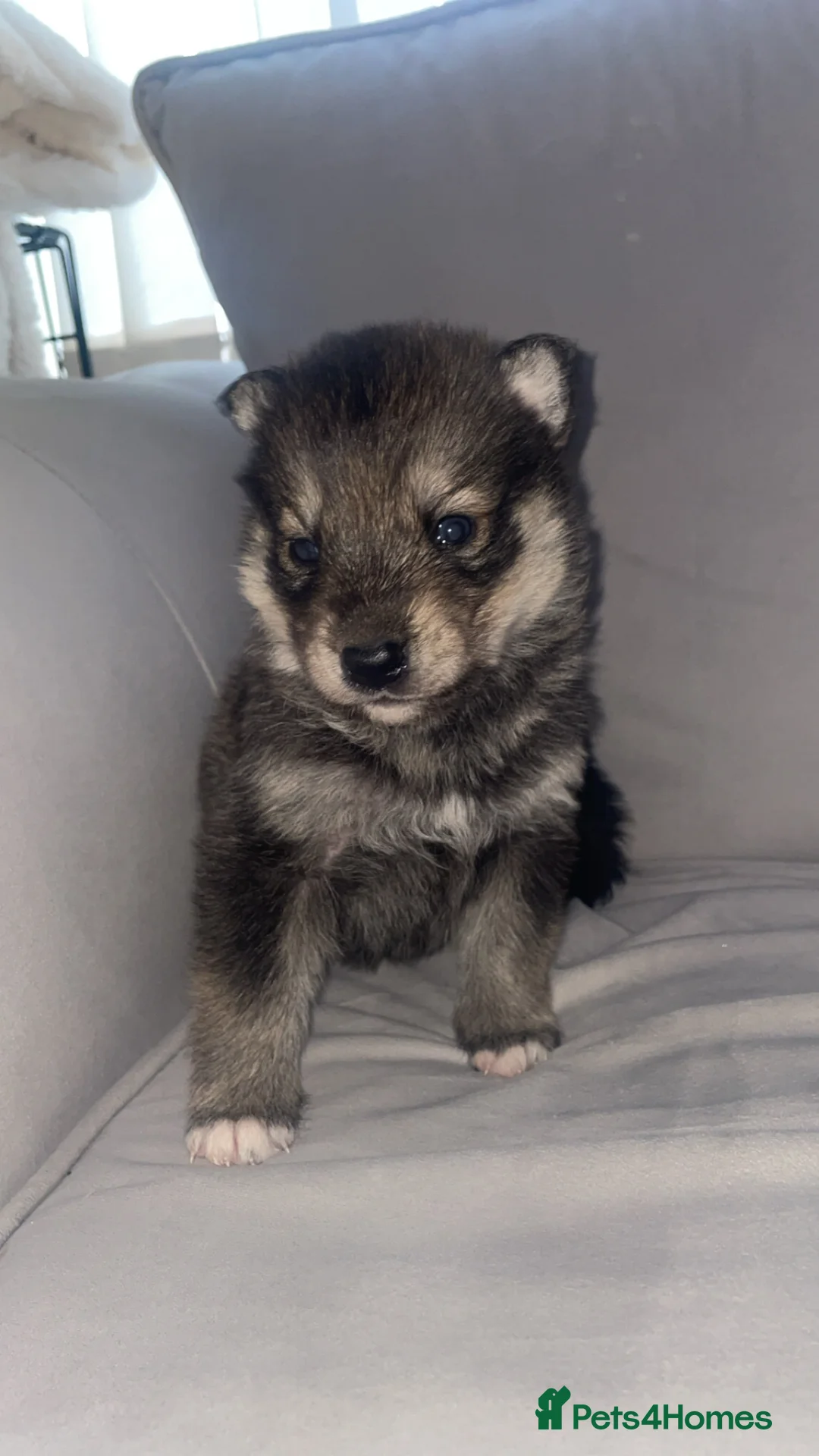 Siberian Husky dogs for sale: Husky pups - Advert 7