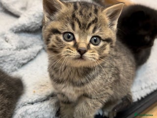 British Shorthair cats British shorthair kittens - Advert 11