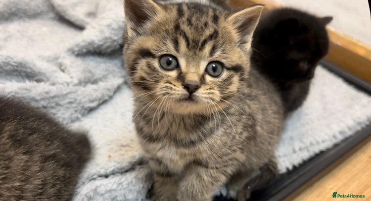 British Shorthair cats British shorthair kittens - Advert 10