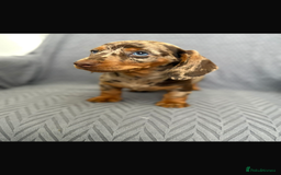 Dachshund dogs for sale: Miniature Dachshund Puppies  - Image 6