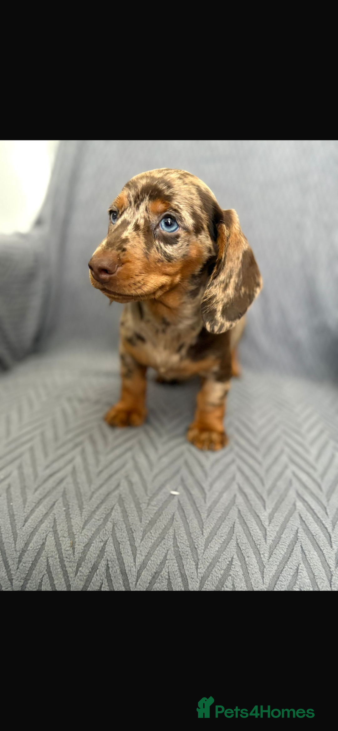 Dachshund dogs for sale: Miniature Dachshund Puppies  - Image 6