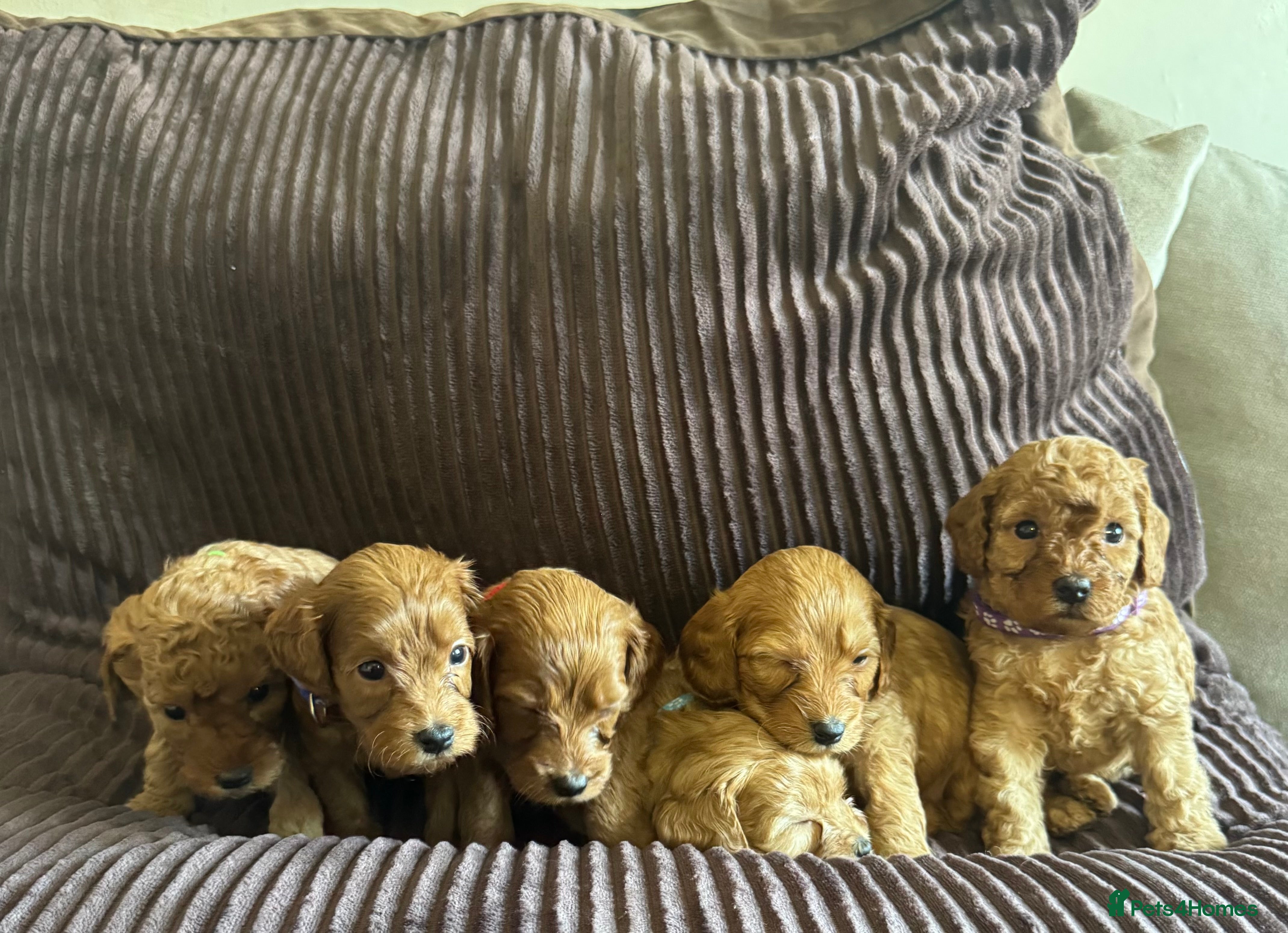 Cavapoo dogs Toy cavapoo  - Advert 1