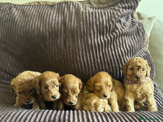 Cavapoo dogs Toy cavapoo - Advert 1