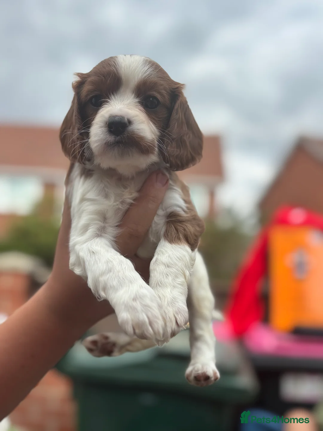 Cavapoo dogs for sale: Ready to leave this week  - Advert 1