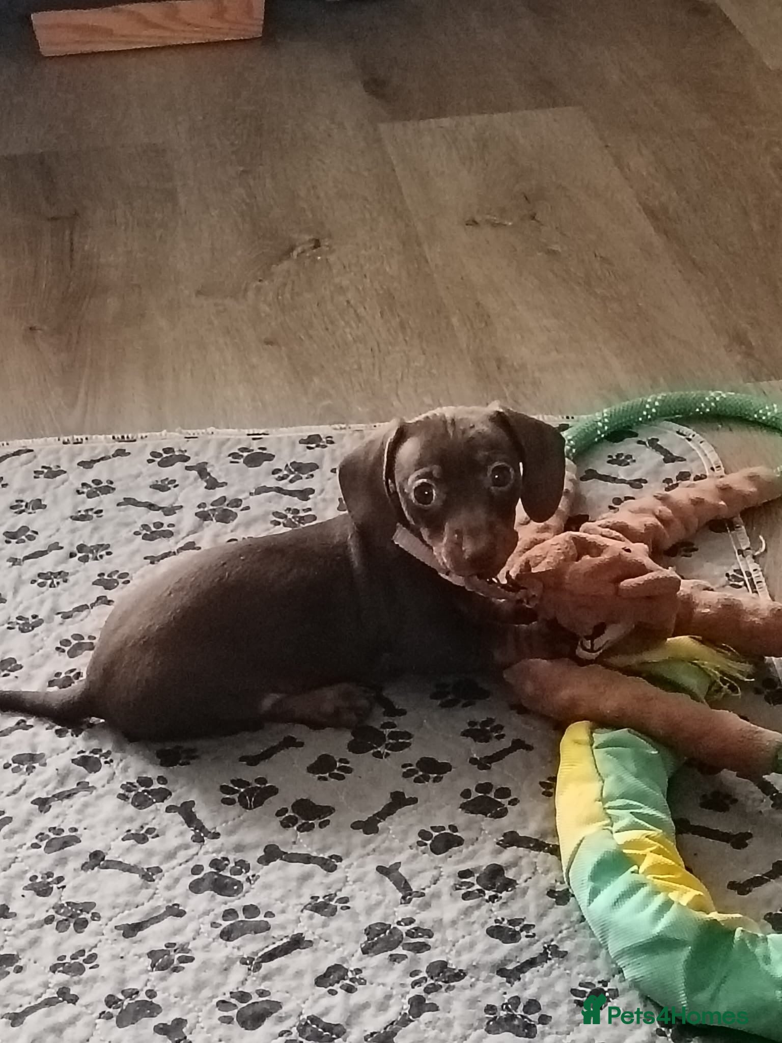 Miniature Dachshund dogs 🩷miniature dachshunds - Advert 8