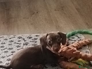 Miniature Dachshund dogs 🩷miniature dachshunds - Advert 6