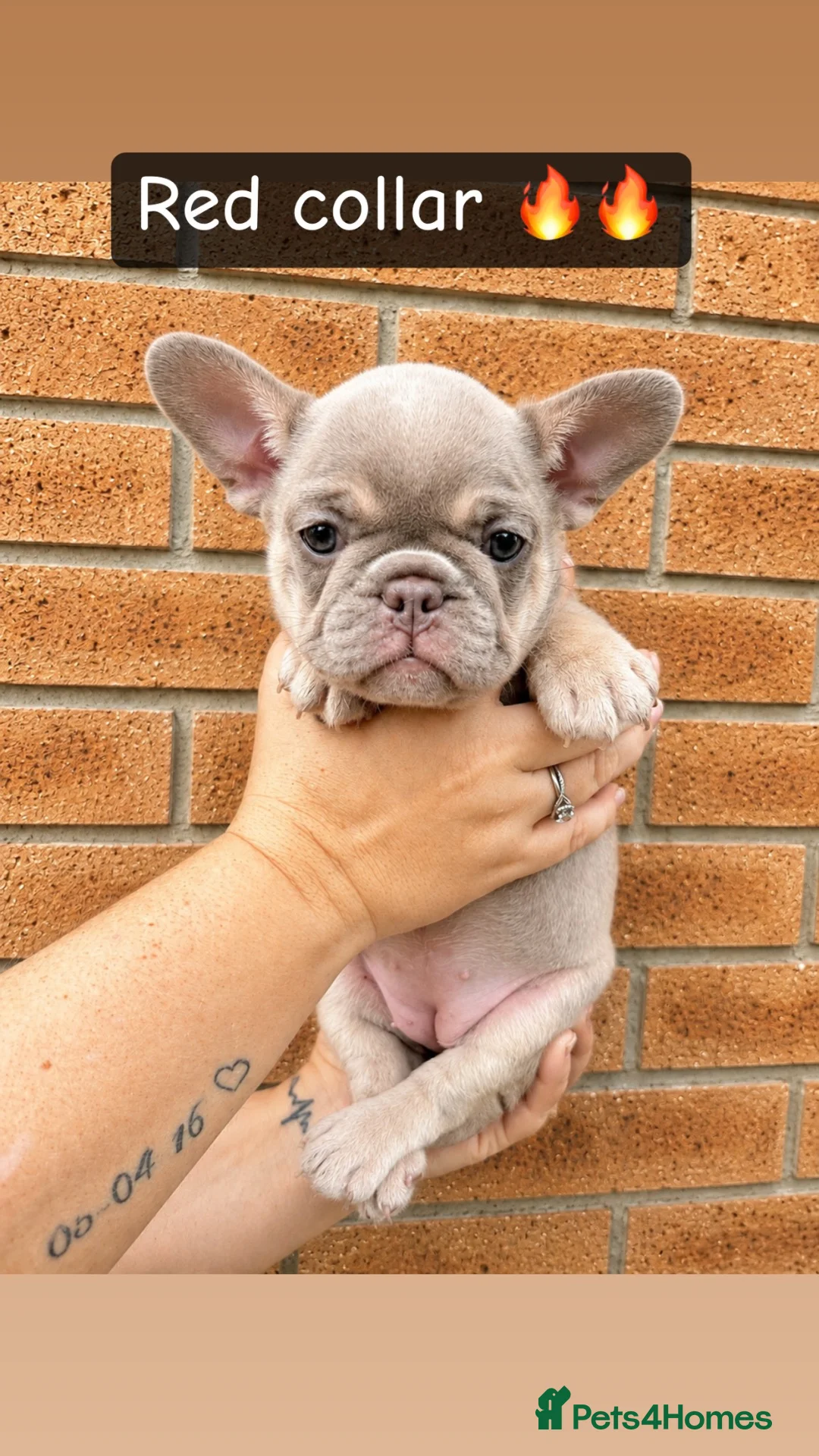 French Bulldog dogs for sale: 6 Female French Bulldog Puppy  in Leigh - Advert 13