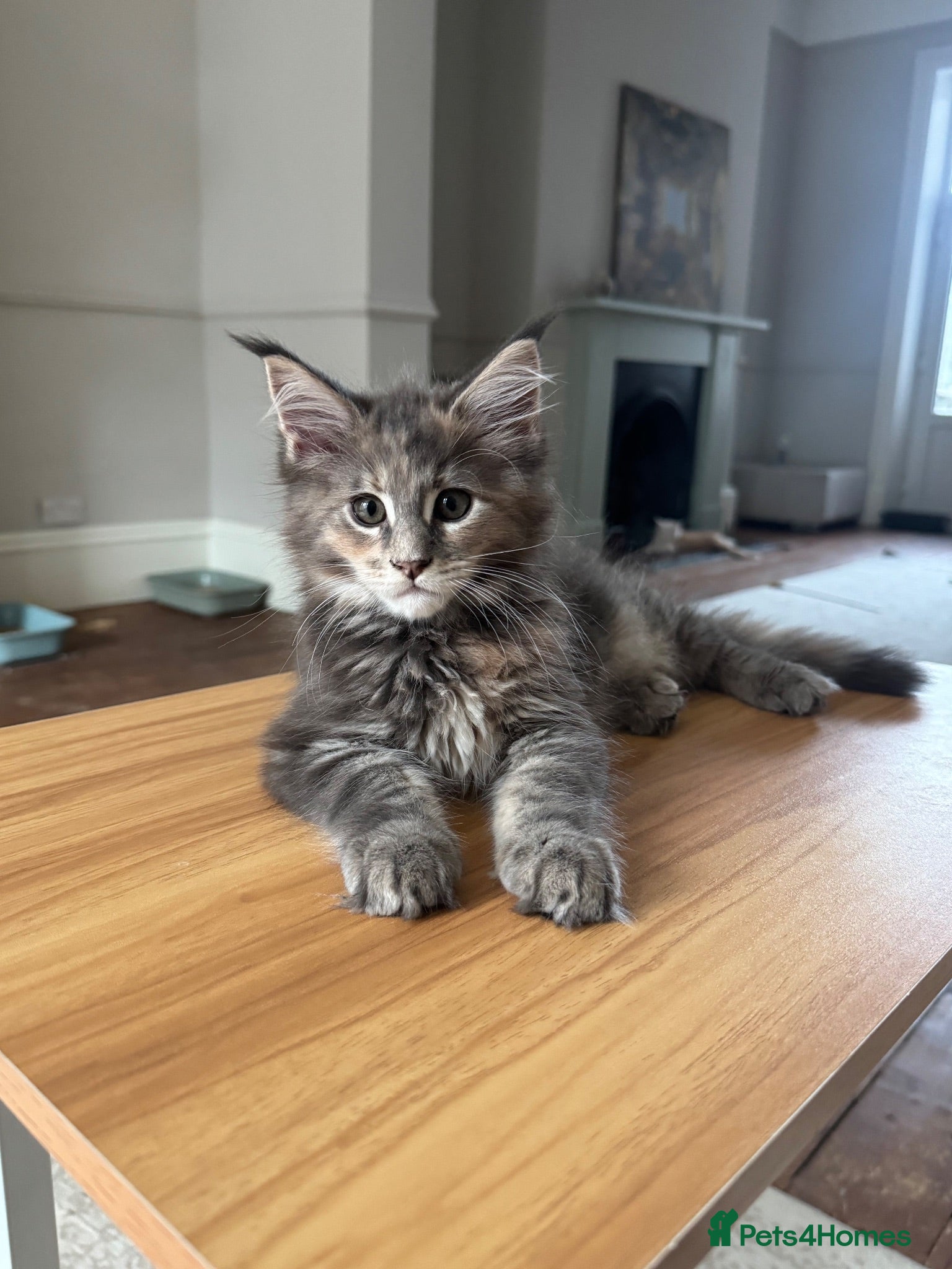 Maine Coon cats     ✨TICA Maine Coon Kittens | Licensed Breeder✨ - Advert 2