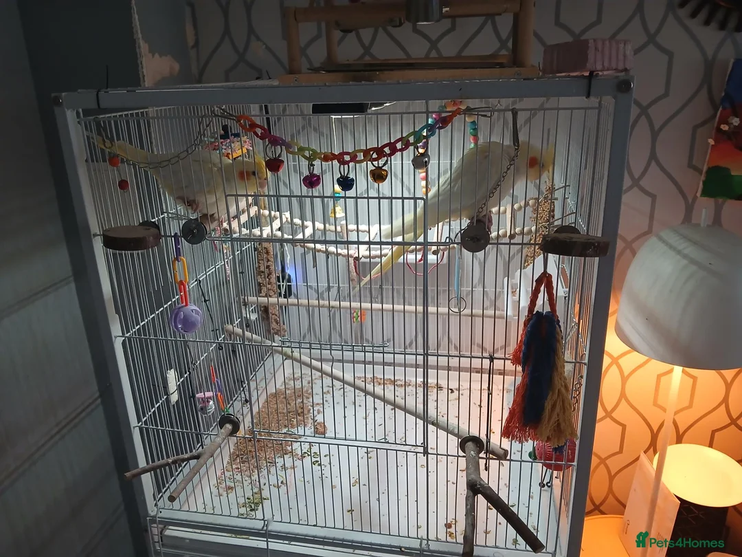 Cockatiels birds for sale: Cockatiel for sale in Dunfermline in Dunfermline - Advert 4
