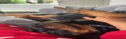 Rottweiler dogs for sale: Loving Rottweiler  - Advert 3