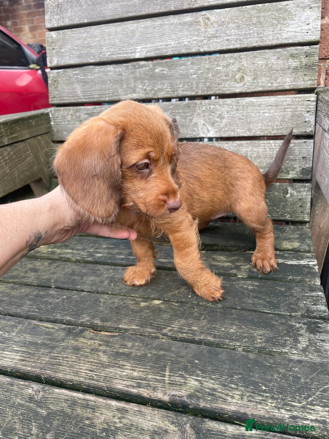 Miniature Dachshund dogs for sale: Long hair miniature female  - Image 11
