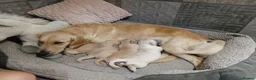 Golden Retriever dogs for sale: PEDIGREE GOLDEN RETRIEVERS  - Advert 4