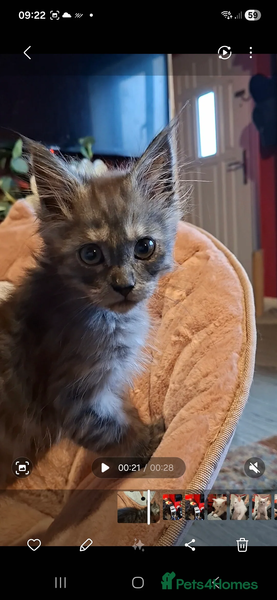 Maine Coon cats for sale: Pedigree Maine Coon kitten - Advert 1