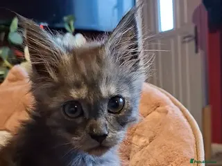 Maine Coon cats Pedigree Maine Coon kitten - Advert 2