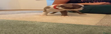 Boston Terrier 2 (Rogue)