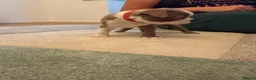 Boston Terrier dogs for sale: 8th Generation KC Reg Boston Terrier Puppies  - Advert 13