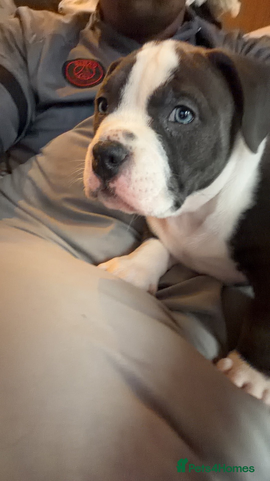 American Bully dogs for sale: ABKC pocket bullies, strong bloodlines! - Advert 2