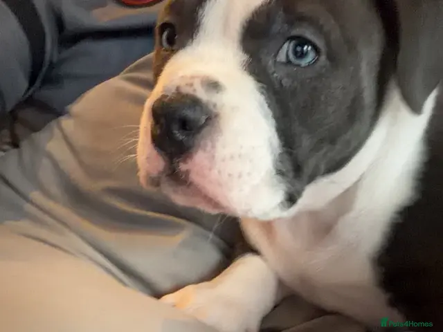 American Bully dogs for sale: ABKC extreme pockets bully’s, ready to go! - Advert 2