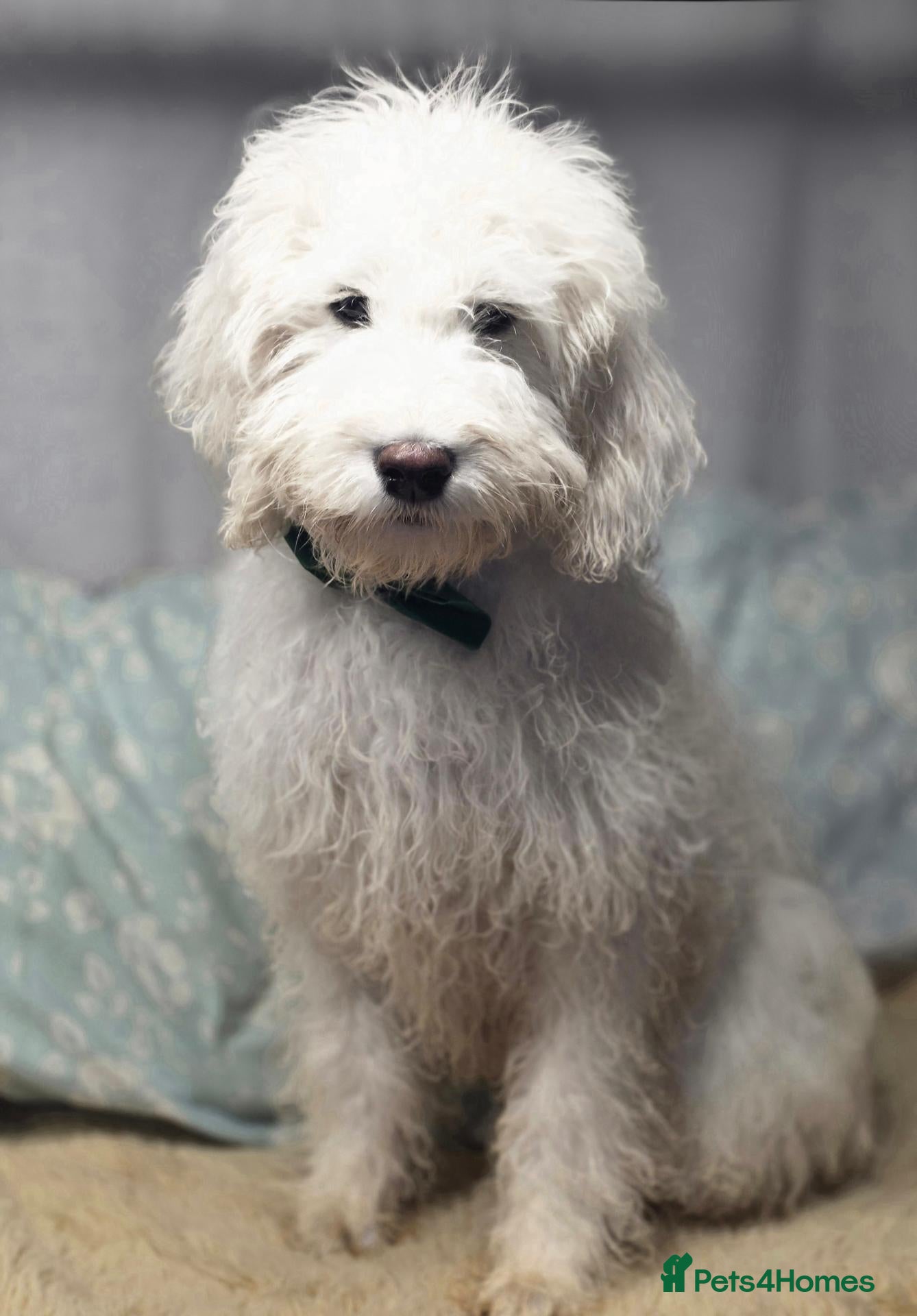 Goldendoodle dogs for sale: Goldendoodle girl  - Advert 6